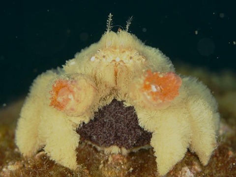 Необычные подводные животные