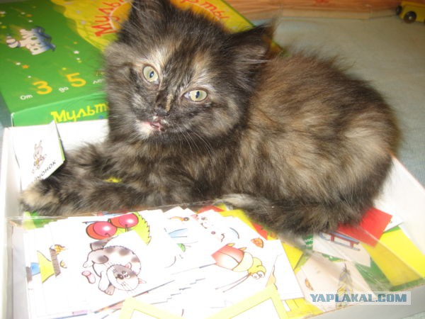 Котовторник 25.11.2014