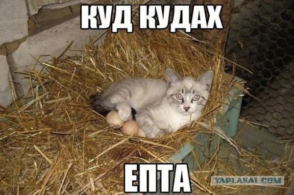 Веселые картинки