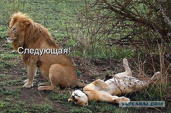 День святого Валентина