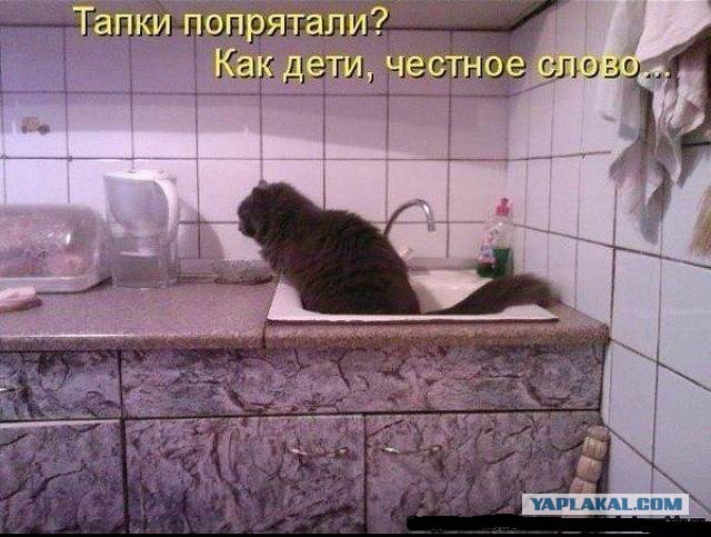 Котенок абиссина