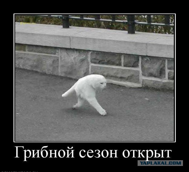 Подборка картинок