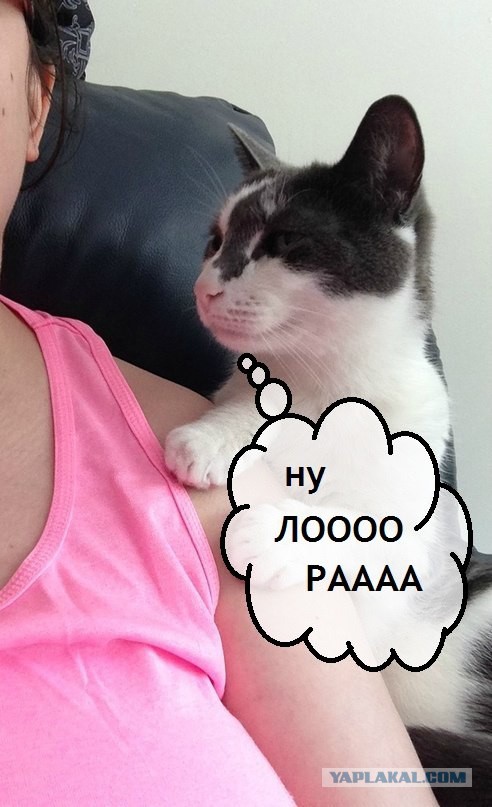 Настало время серьезного разговора с котом