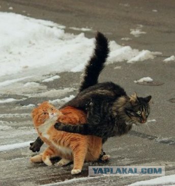 Выхожу я утром