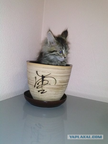 Котовторник 17.11.2015