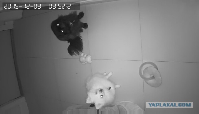 За что я люблю китайцев