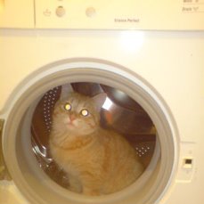 Кошка, которая спит не там (котовторнику посвящается)