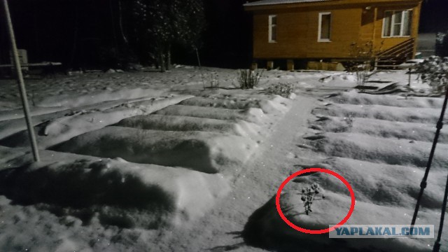 Приехали к другу на дачу. Говорит, это грядки