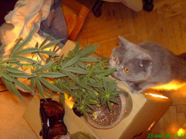 Народный котомет на фторинег