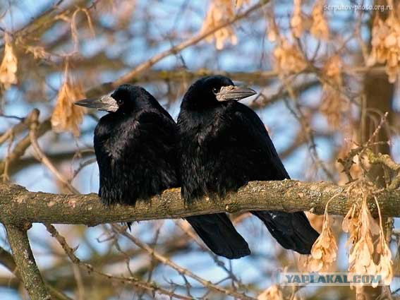 Каких птиц вы видите в городе?