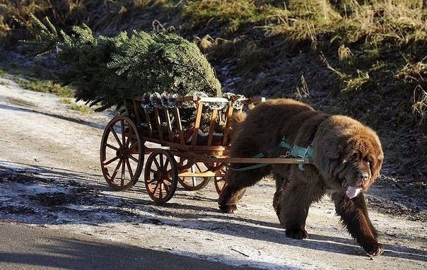 Божьи твари