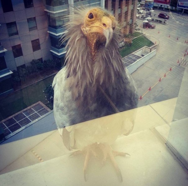 Прикольные животные