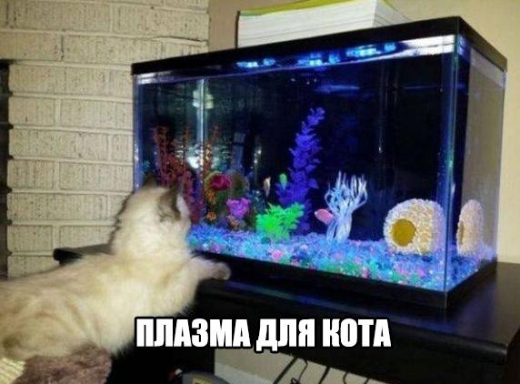 Прикольные животные