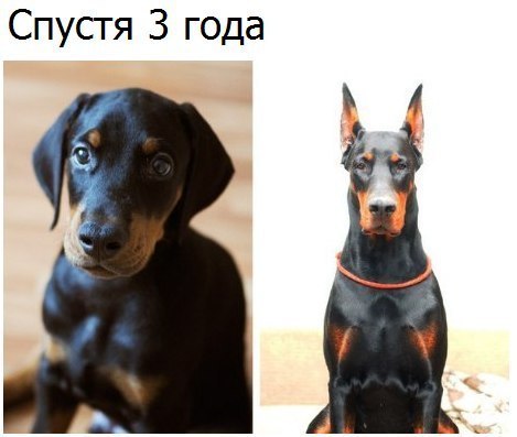 Самые смешные животные