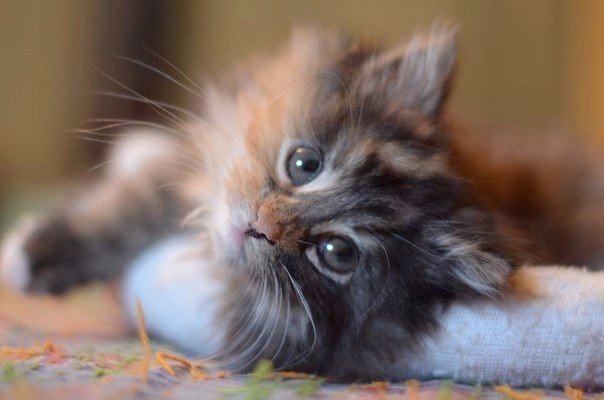 Коты из сети
