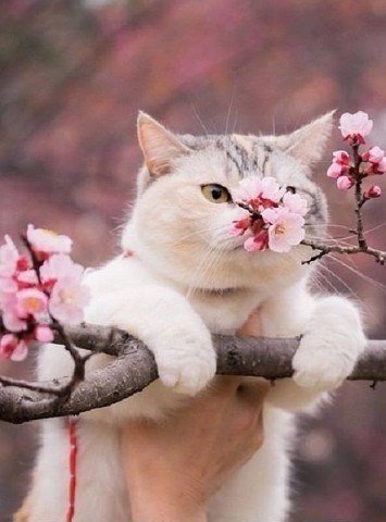 Коты и Кошки