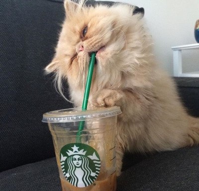 Коты и Кошки