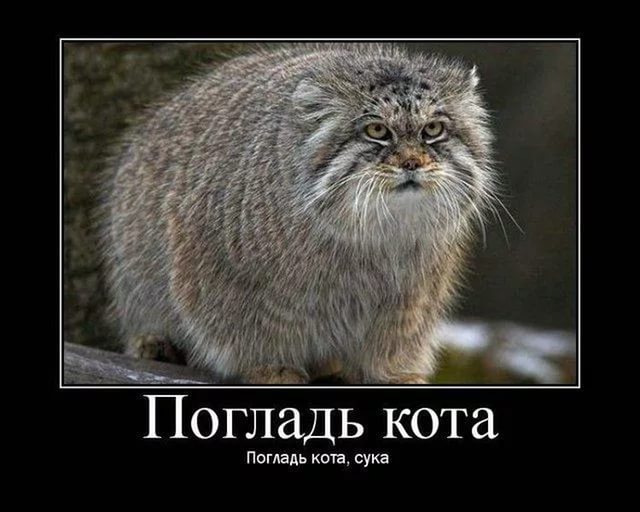 Самый красивый котик России!