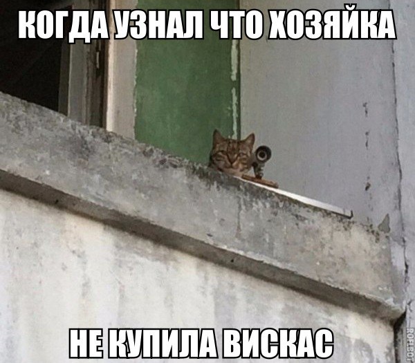 Коты и Кошки
