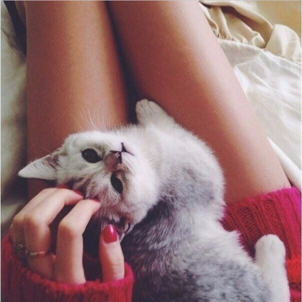 Коты и Кошки