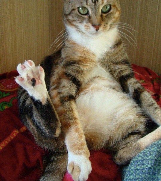 Коты и Кошки