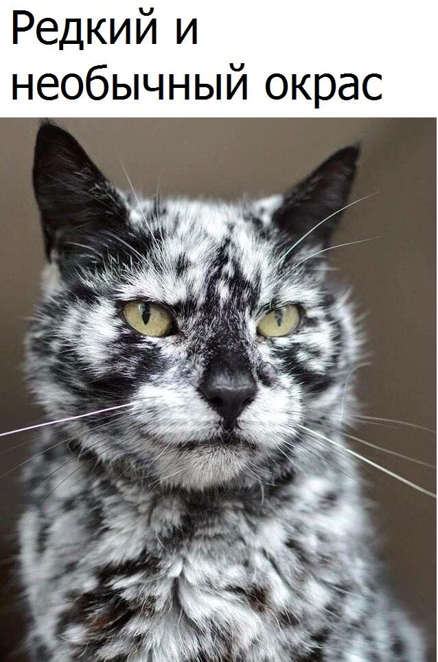 Коты и Кошки