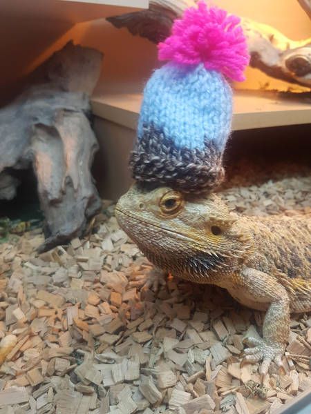 Подборка забавных животных
