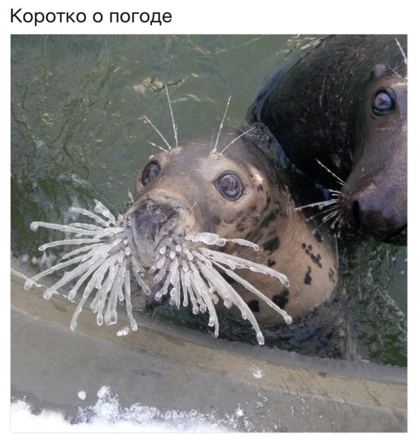 Живность из сети
