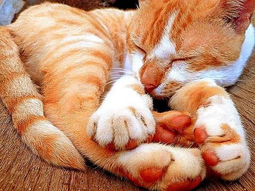 Котовторник на ЯПлакалъ (10.06.08), прикольные коты, добавляем свои!