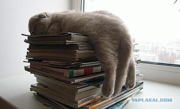 Котовторник на ЯПлакалъ