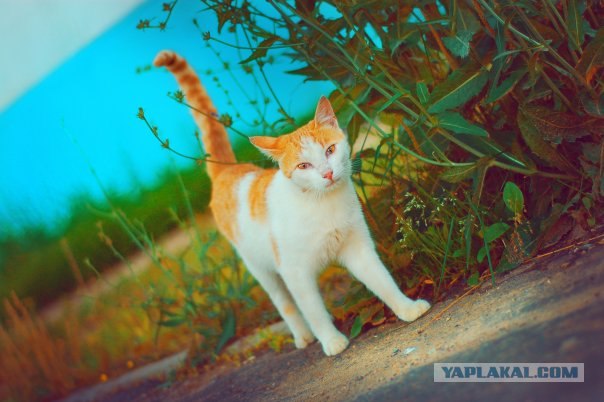 Внимание! На ЯПе КОТОВТОРНИК. 23.09.08.