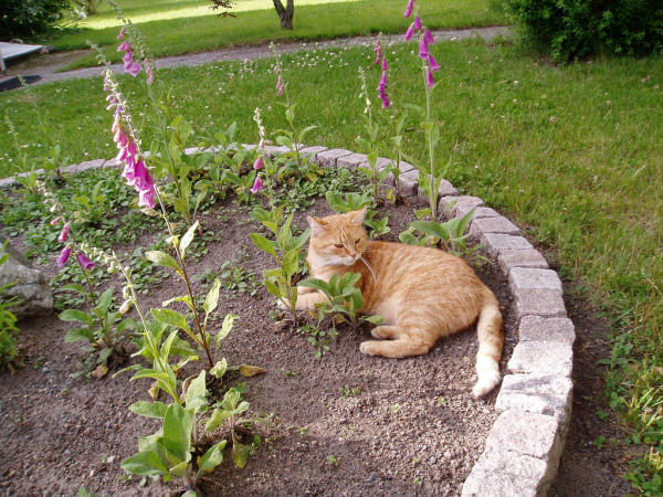Котовторник, Весна, Цветы!