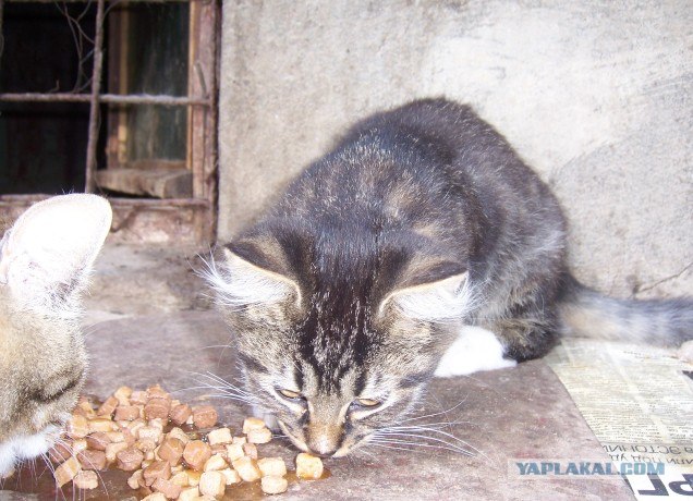 Накорми бездомного кота