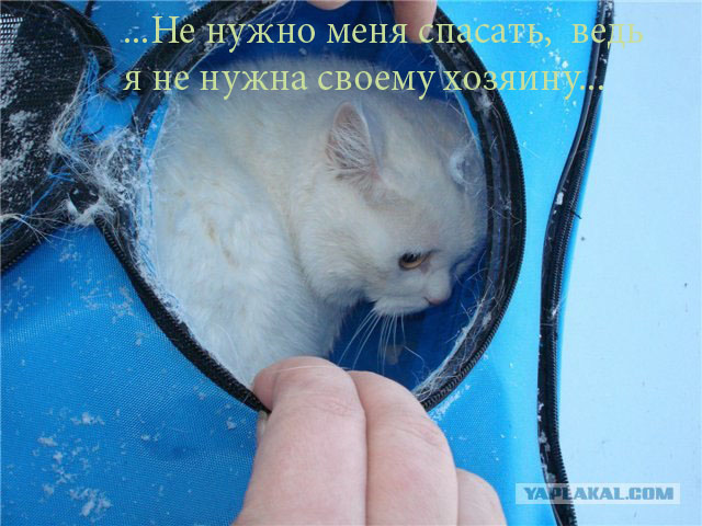 В Екатеринбурге спасли кота выброшенного в реку