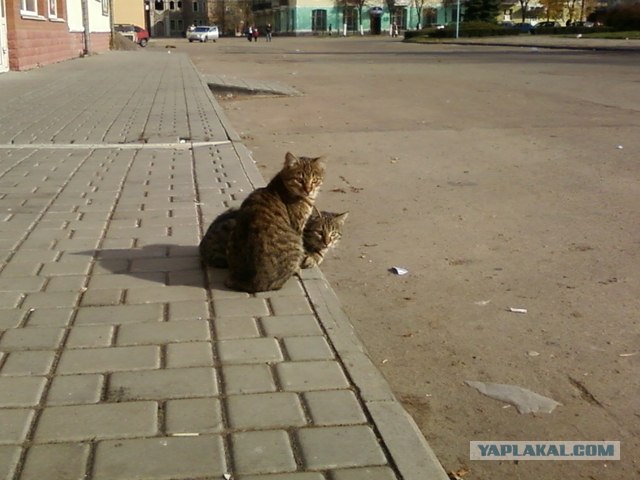 Котовторник! 13.03.2012