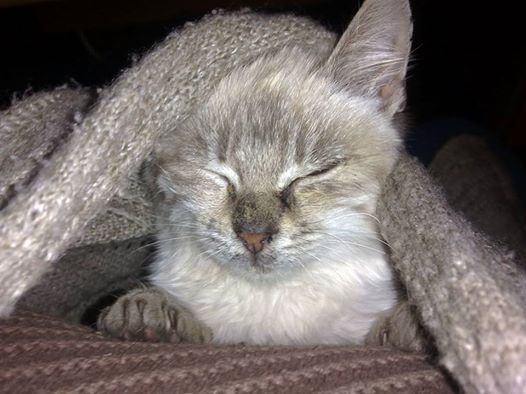 Котовторник 25.12.2018