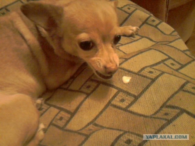 Собако-четверг 29.03.12