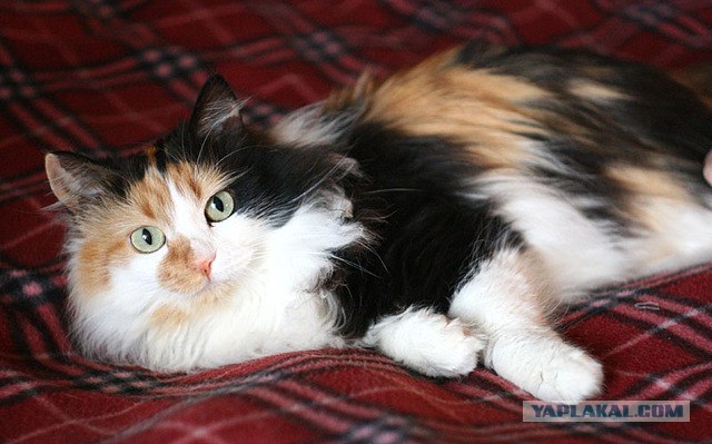 Котовторник  12. 06. 2012