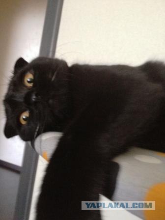Котовторник на 26.06.12