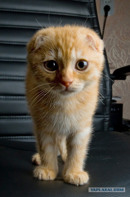 Котовторник 10. 07. 2012