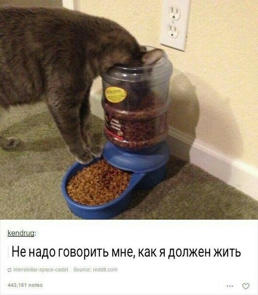 Прикольные комментарии и высказывания из Сети  30.01