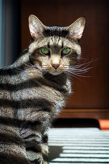 Забавные фото котеек