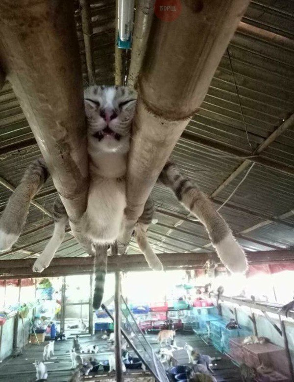 Забавные фото котеек