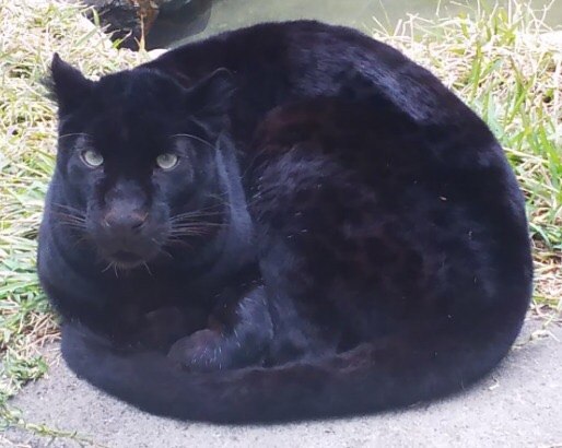 Дикий котовторник 16.07.19