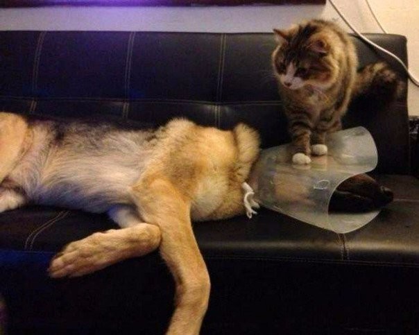 Уже не котовторник, но еще и не собакочетверг