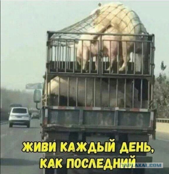 Комментарии от пользователей сети, о чувство юмора которых можно порезаться