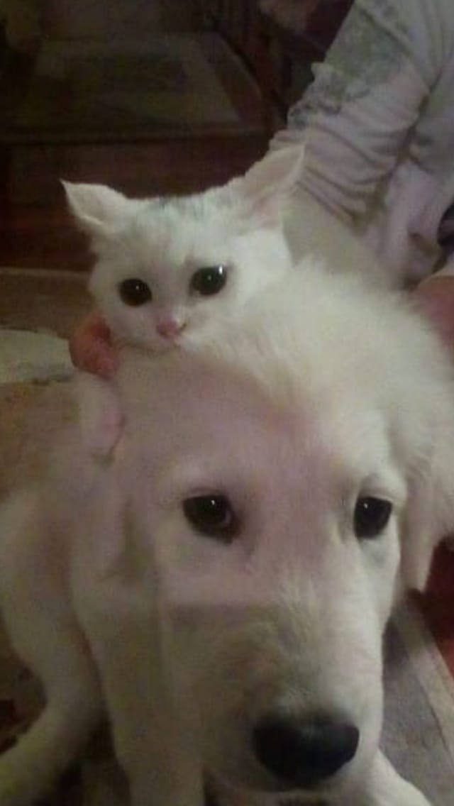Забавные животные