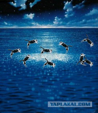 Фотожаба: Полет Барсика