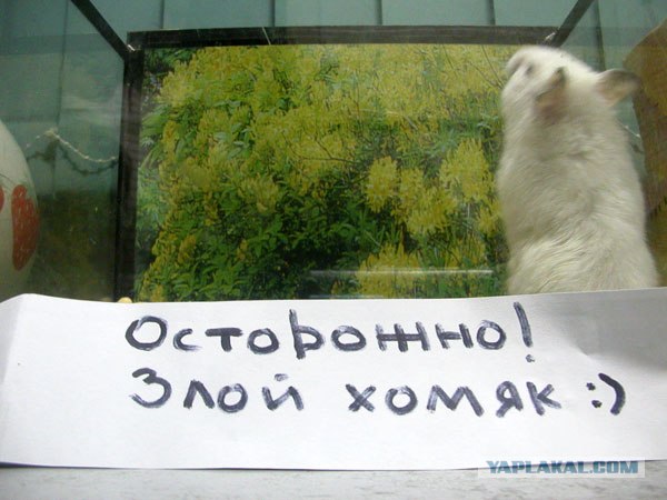 Игра: Ассоциации на ник пользователей ЯПлакалъ