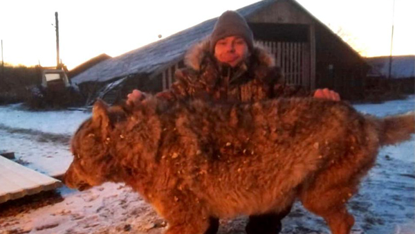 "Настоящий русский": британцев восхитил задушивший волка фермер из России